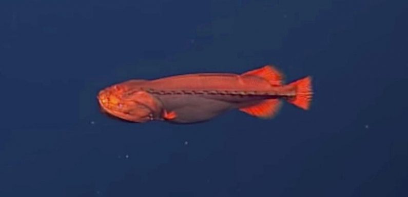 Rare sighting of mysterious shape-shifting fish baffles scientists in submarine