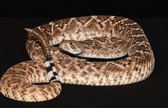 Rattlesnakes use sudden loud rattling to trick humans