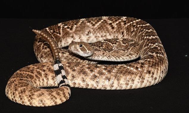 Rattlesnakes use sudden loud rattling to trick humans
