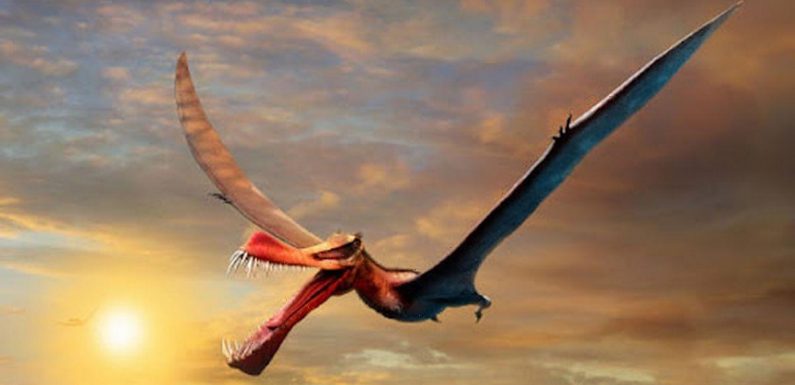 Remains of ‘real-life dragon’ with spear-like mouth and 7m wingspan discovered