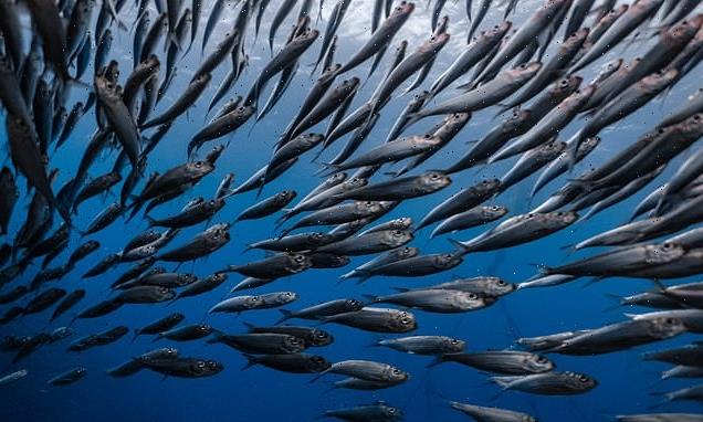 Rising sea temperatures are SHRINKING our favourite fish, study warns
