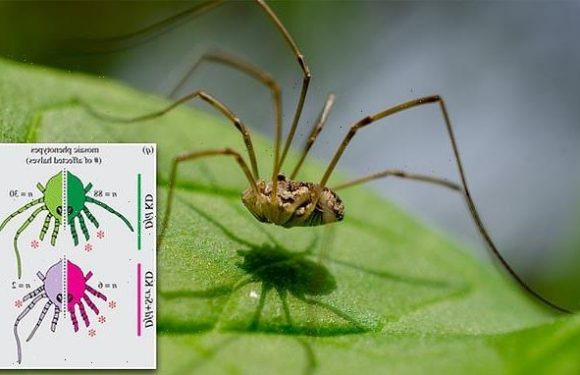 Scientists modify genes of daddy long legs and shorten their legs