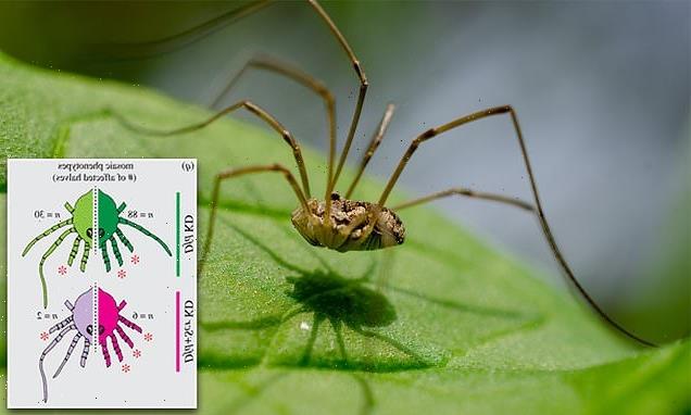 Scientists modify genes of daddy long legs and shorten their legs
