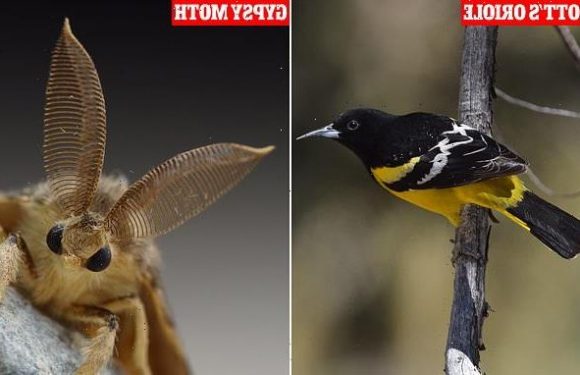 Scientists plan to change the names of plants, insects and animals