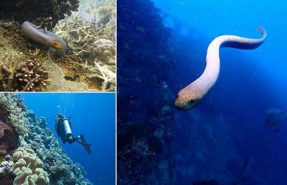 Sea snakes mistake divers for MATES and try to court them, study finds