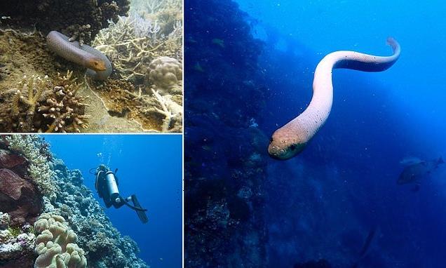 Sea snakes mistake divers for MATES and try to court them, study finds