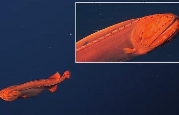 Shape-shifting whalefish spotted deep below the Pacific Ocean