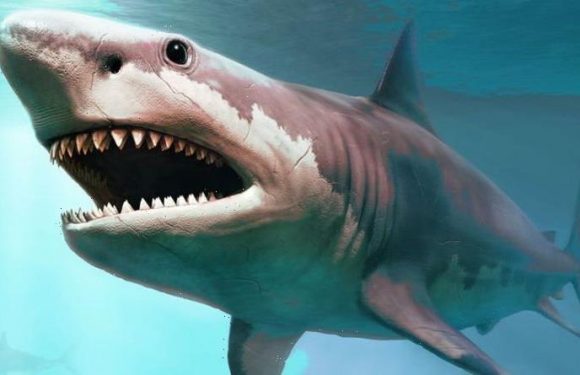 Shark horror exposed millions of years after monster Meg mauled victim: ‘No one was safe’