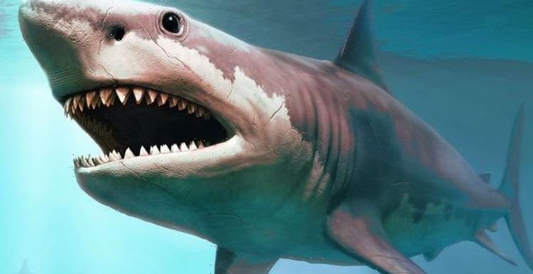 Shark horror exposed millions of years after monster Meg mauled victim: ‘No one was safe’