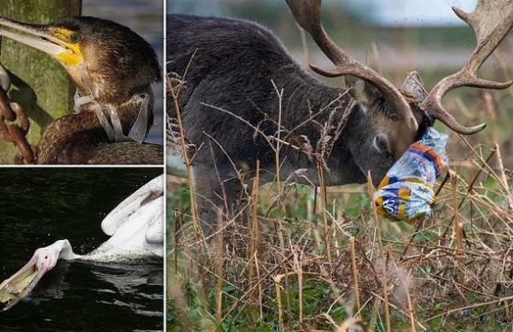 Shocking images reveal effects of litter on wildlife in London parks