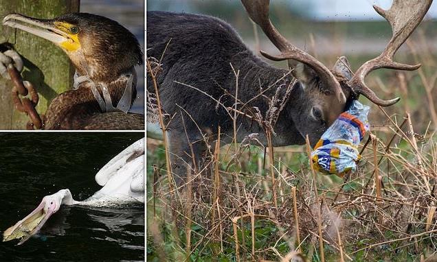 Shocking images reveal effects of litter on wildlife in London parks