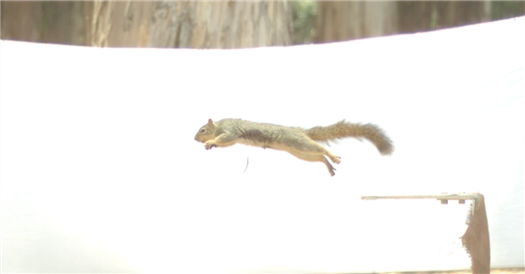 Squirrel Acrobats Are as Smart as They Are Athletic