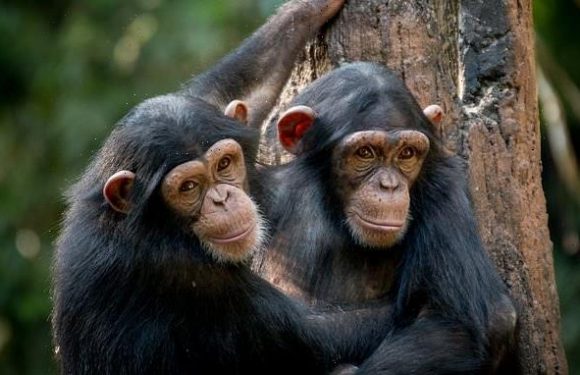 Sucking up to the boss pays off – for chimpanzees