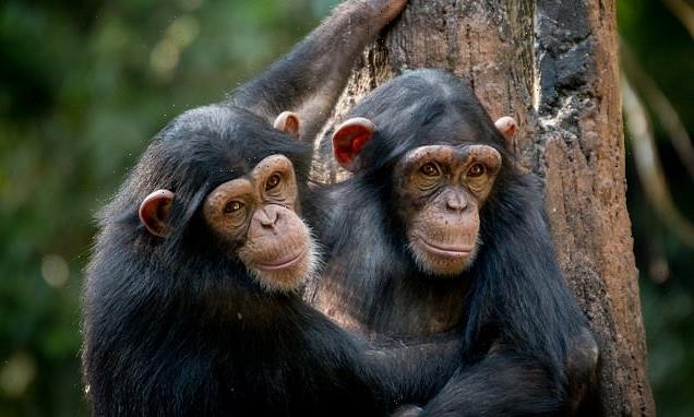 Sucking up to the boss pays off – for chimpanzees