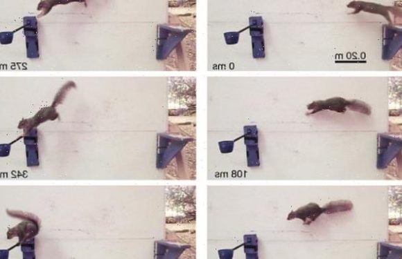 That's nuts! Study shows how squirrels leap and land without falling
