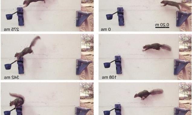 That's nuts! Study shows how squirrels leap and land without falling