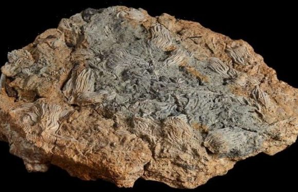 UK couple find graveyard full of bizarre creatures in ‘Jurassic Pompeii’