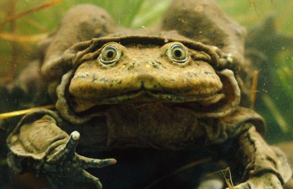 Ultra-rare ‘scrotum frog’ goes on display at British zoo for first time ever