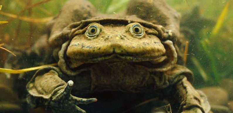 Ultra-rare ‘scrotum frog’ goes on display at British zoo for first time ever