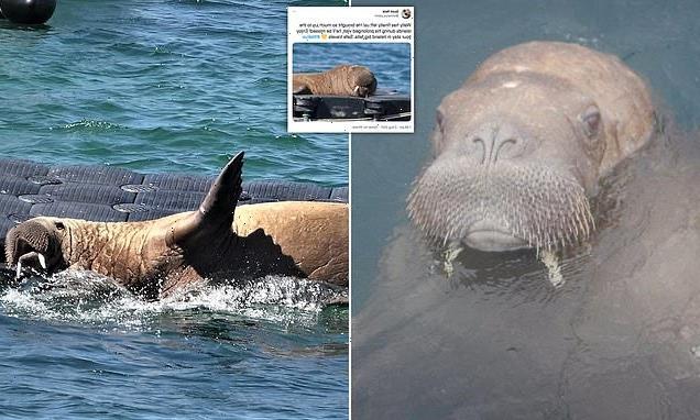 Where's Wally now? Walrus quits Isles of Scilly and heads for Ireland