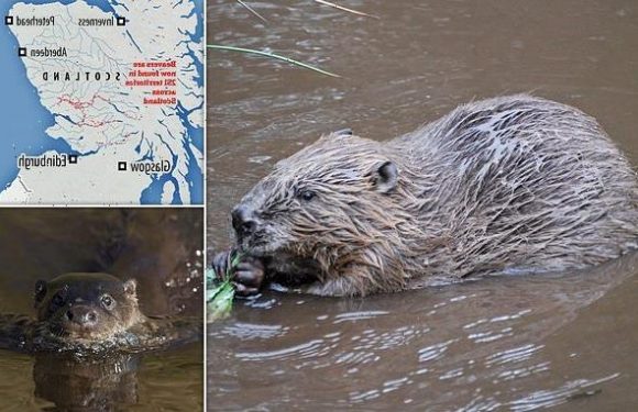 Wild beaver numbers in Scotland have more than DOUBLED to 1,000