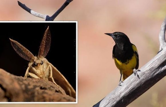 Woke science! Dozens of animals and plants to be renamed in ‘racial stereotype’ review