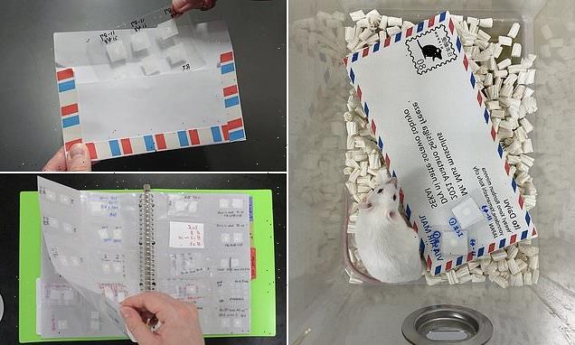 You've got mail! Scientists post freeze-dried mouse sperm on POSTCARD