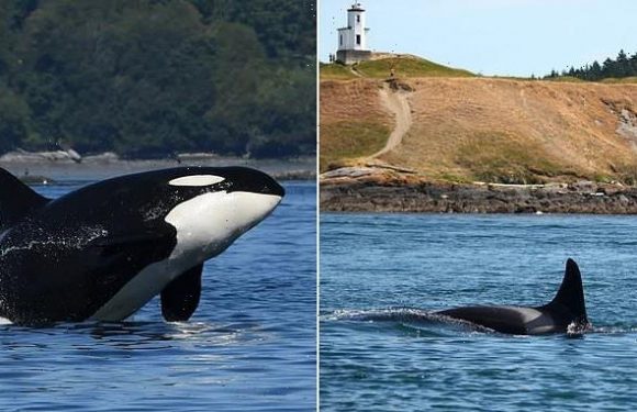 47-year-old 'grandma' orca missing from Pacific Northwest pod