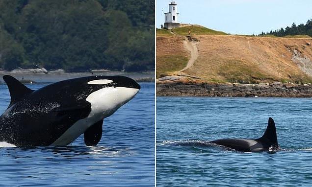 47-year-old 'grandma' orca missing from Pacific Northwest pod