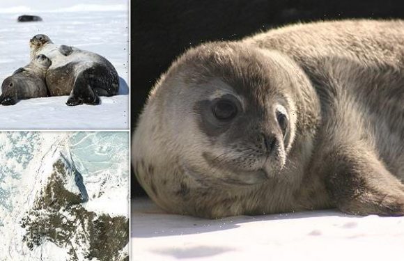 Antarctic Weddell seal populations are lower than expected, study says