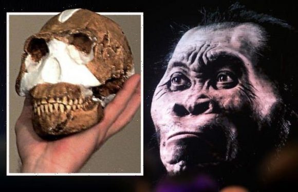 Archaeology breakthrough after researchers discovered ‘totally new species’ of human