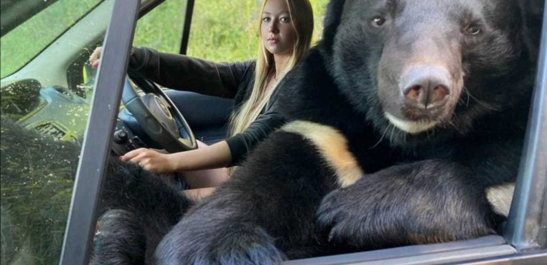Bear calls shotgun and rides in the passenger seat of owner's car in Russia