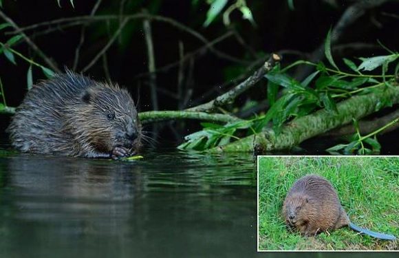 Beavers are living wild in Avon catchment for first time in 400 years