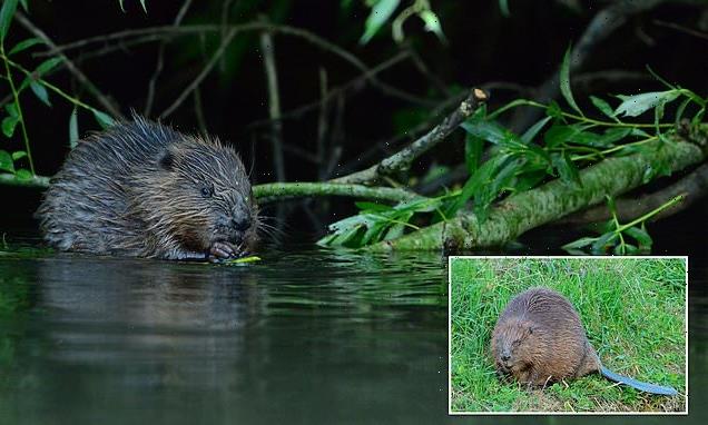 Beavers are living wild in Avon catchment for first time in 400 years