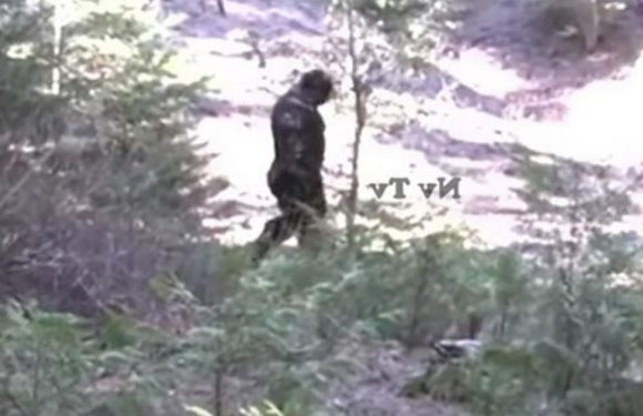 Bigfoot hunters release ‘best ever’ footage showing huge figure roaming forest