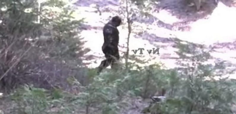 Bigfoot hunters release ‘best ever’ footage showing huge figure roaming forest