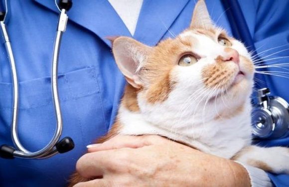 Cats are falling ill with life-threatening stress as owners spend longer at home