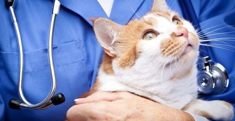 Cats are falling ill with life-threatening stress as owners spend longer at home