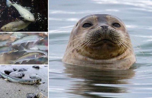 Climate change may cause Arctic predators to eat marine 'junk food'