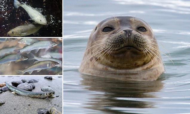 Climate change may cause Arctic predators to eat marine 'junk food'