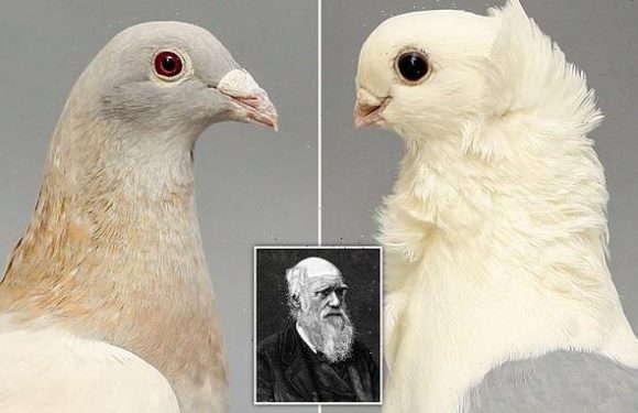 Darwin's short-beak enigma is SOLVED in new study