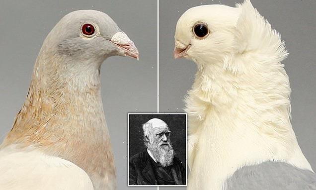 Darwin's short-beak enigma is SOLVED in new study