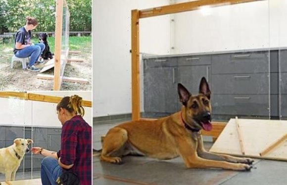 Dogs can tell whether human actions are intentional, study finds