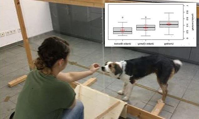 Dogs distinguish between intentional and unintentional actions: study