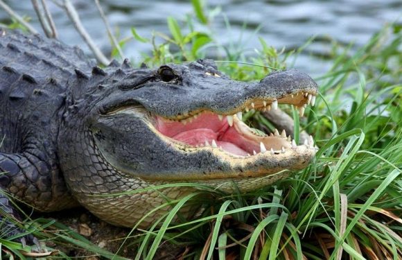 Florida woman, 74, saves pet dog from alligator attack: report