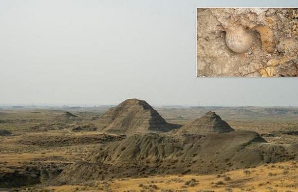 Four dinosaurs, including possibly new species discovered in Montana