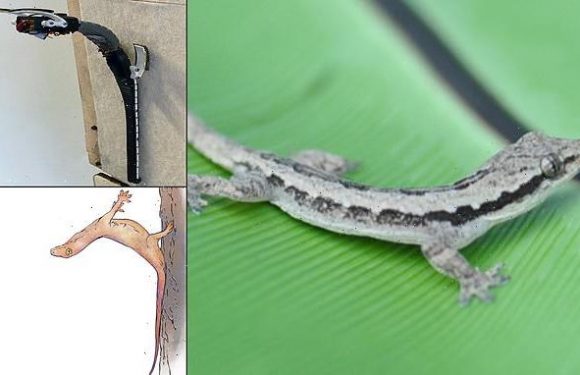Geckos use their TAILS to stabilise their landings after crashing