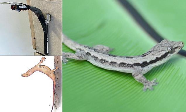 Geckos use their TAILS to stabilise their landings after crashing