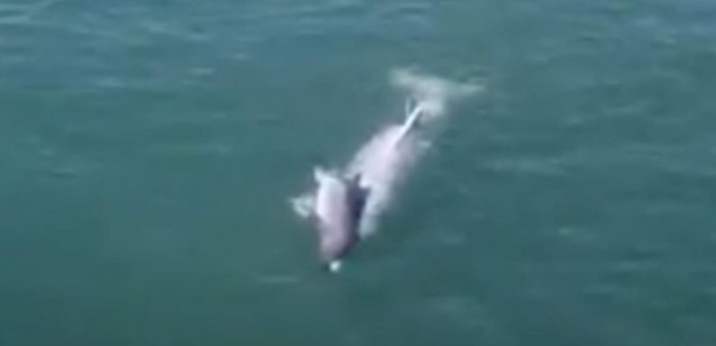 Heartbreaking moment mother dolphin refuses to let dead calf go and pushes its body through the ocean home