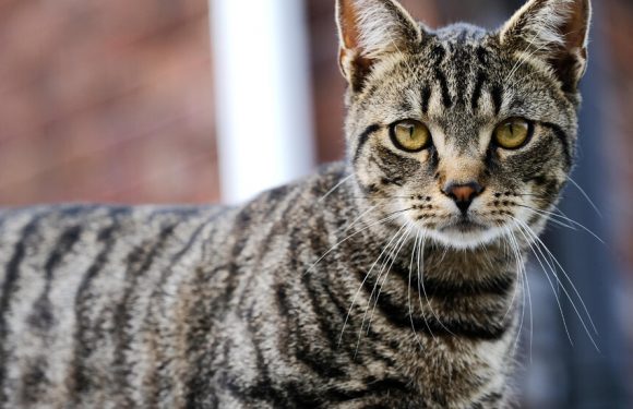 How the Cat Gets Its Stripes: It’s Genetics, Not a Folk Tale